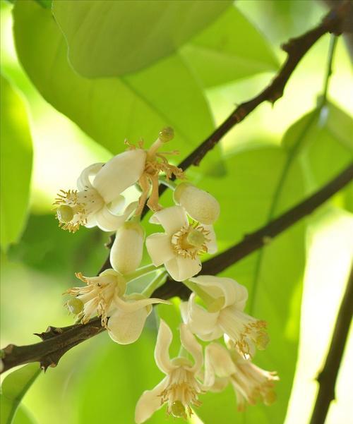 橙红莺萝花语代表什么？橙红莺萝的花语有何深意？