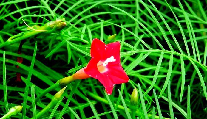 橙红莺萝花语代表什么？橙红莺萝的花语有何深意？