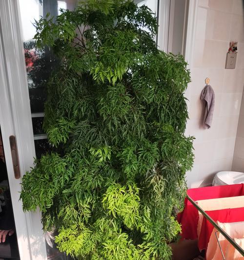 福禄桐树花语有何含义？福禄桐树的花语象征着什么？