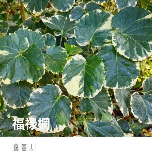 福禄桐树花语有何含义？福禄桐树的花语象征着什么？