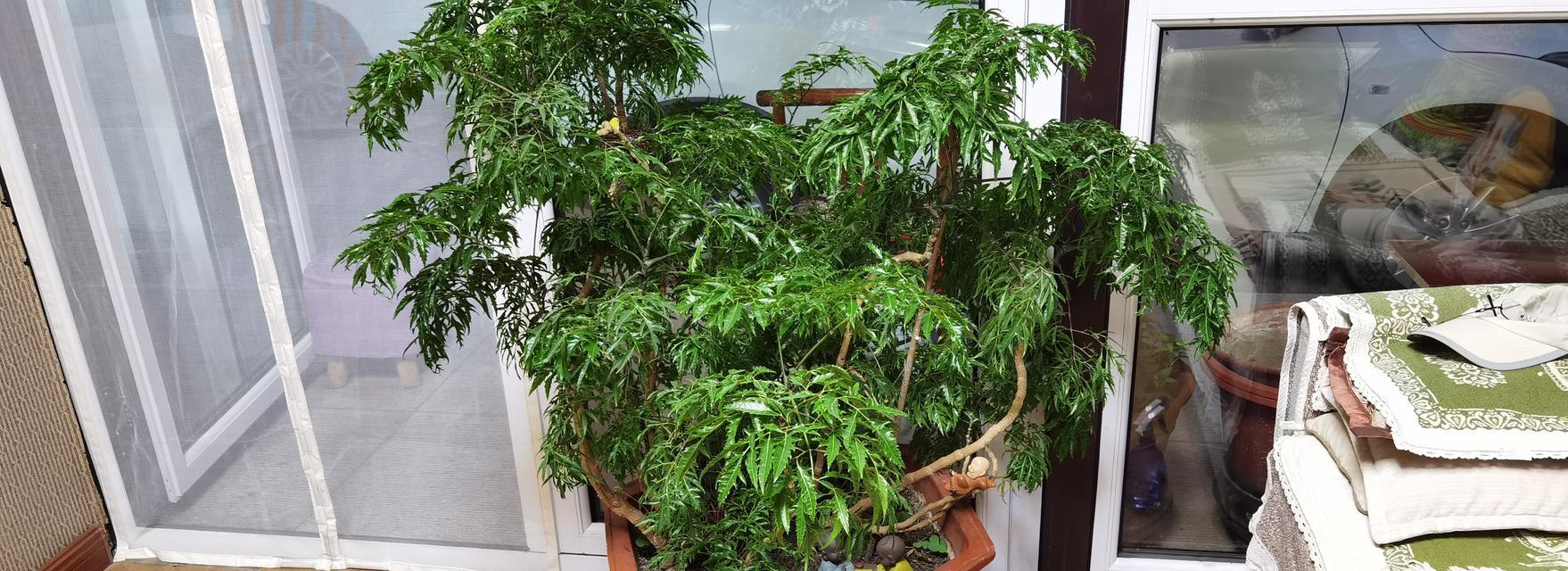 福禄桐树花语有何含义？福禄桐树的花语象征着什么？