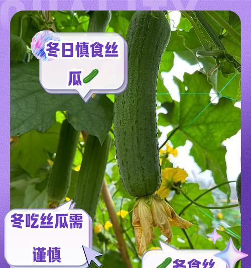 丝瓜有花语吗？丝瓜的花语有何特别之处？