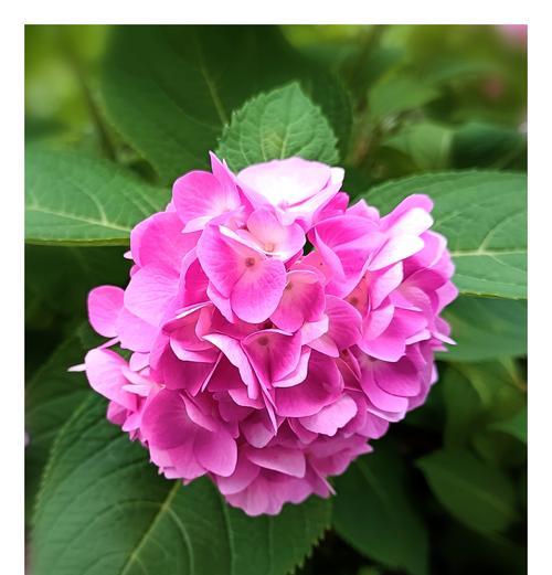 绣球花得花语有哪些？绣球花的花语代表了什么？