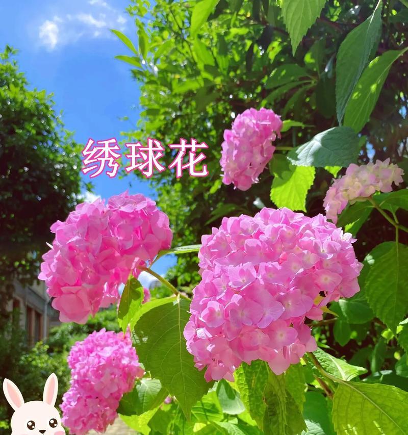 绣球花得花语有哪些？绣球花的花语代表了什么？
