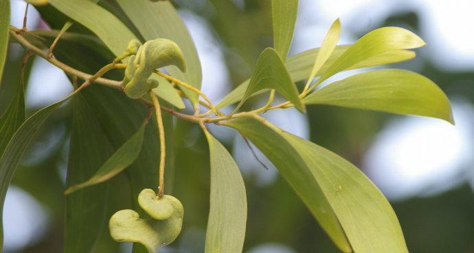 大叶相思的花语是什么？大叶相思的花语有何深意？