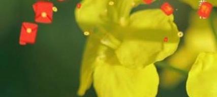 大叶相思的花语是什么？大叶相思的花语有何深意？