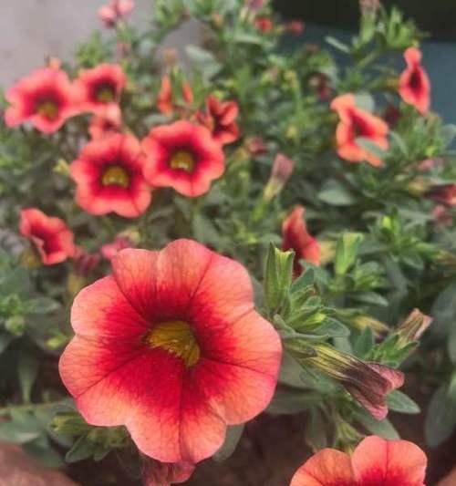不幸的花的花语是什么？不幸的花传递了哪些情感？