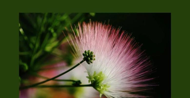 不幸的花的花语是什么？不幸的花传递了哪些情感？