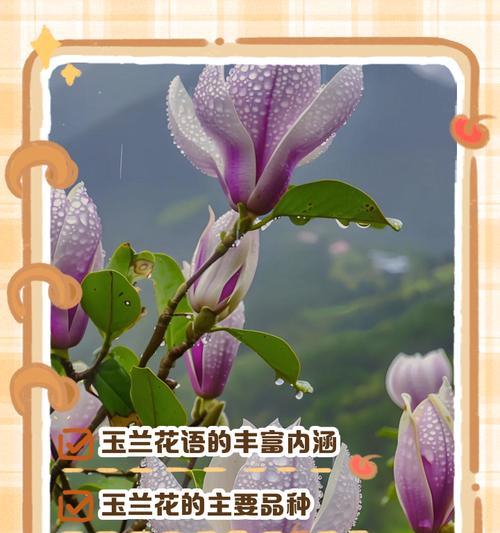 各花花语介绍是什么？如何理解不同花朵的花语？