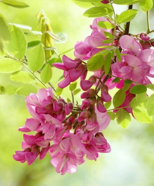 槐树的花语是什么？槐树的花语有何特别之处？