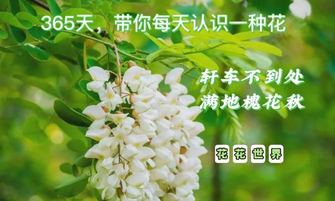 槐树的花语是什么？槐树的花语有何特别之处？