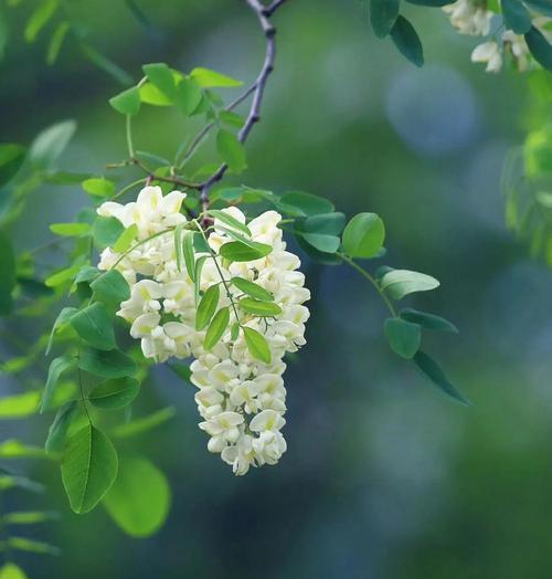 槐树的花语是什么？槐树的花语有何特别之处？