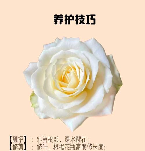 白雪光的花语代表什么？白雪光的花语有何深意？