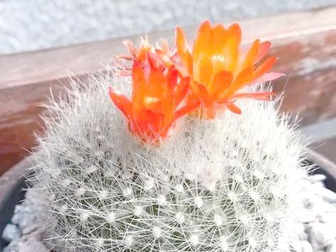 白雪光的花语代表什么？白雪光的花语有何深意？