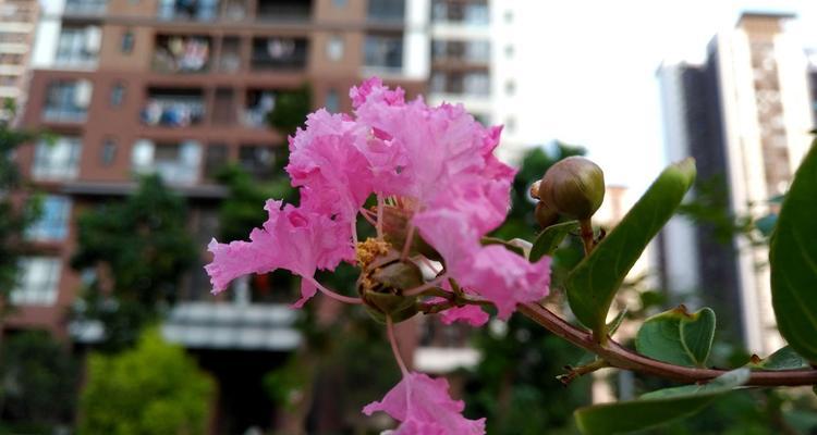 黑莓花的花语有哪些含义？
