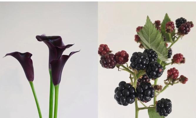 黑莓花的花语有哪些含义？