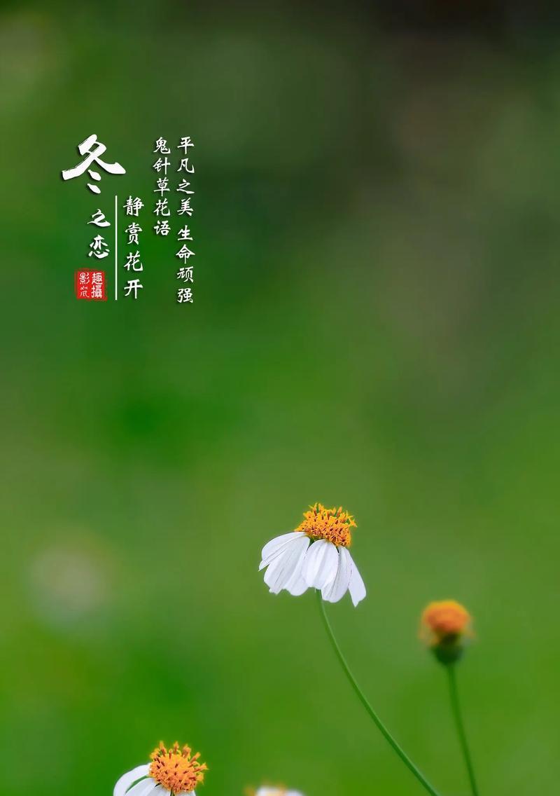 芋艿花的花语有何特殊意义？