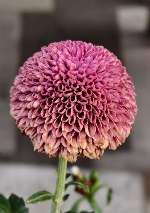 菊花的花语为奋斗代表什么？