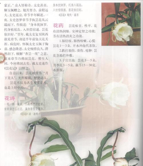 昙花花语传说有何寓意？