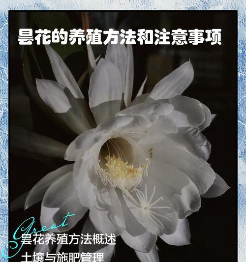昙花花语传说有何寓意？