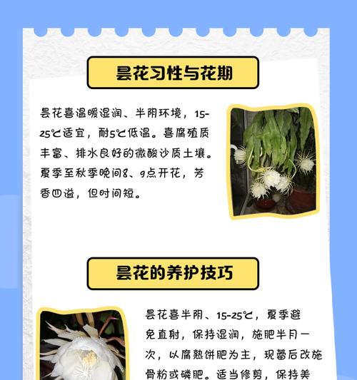 昙花花语传说有何寓意？