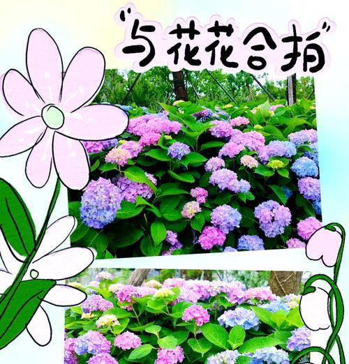 快乐花语的花是什么？