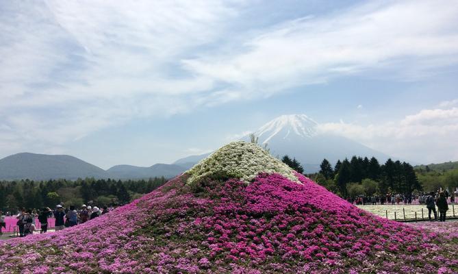 日本芝樱花语有何含义？