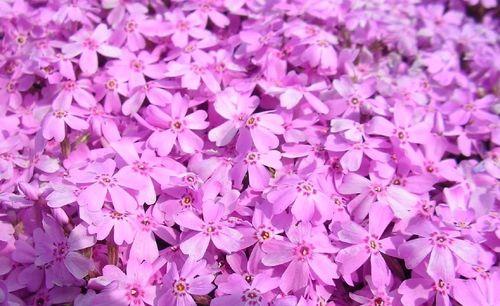 日本芝樱花语有何含义？