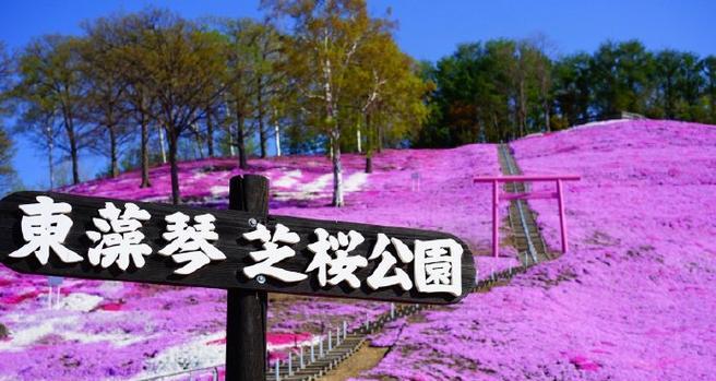 日本芝樱花语有何含义？
