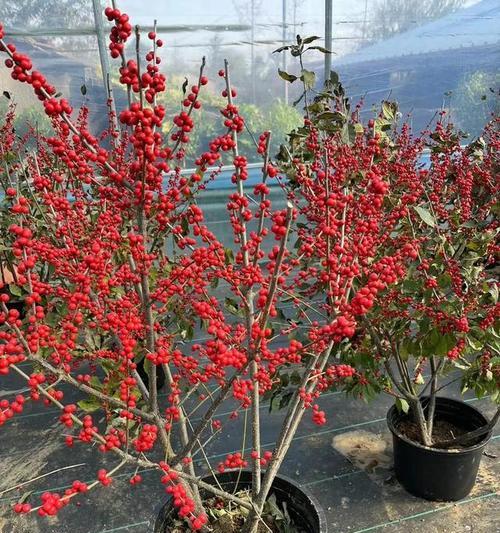 南美冬青花语代表什么？