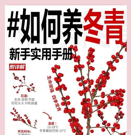南美冬青花语代表什么？