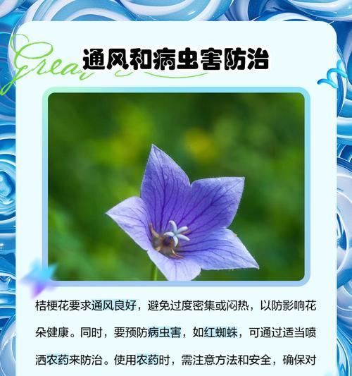 桔梗花语有哪些含义？