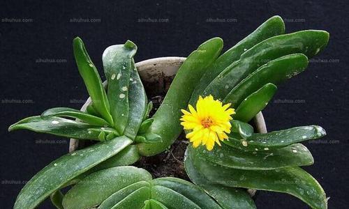 佛手掌的花语有何特殊意义？