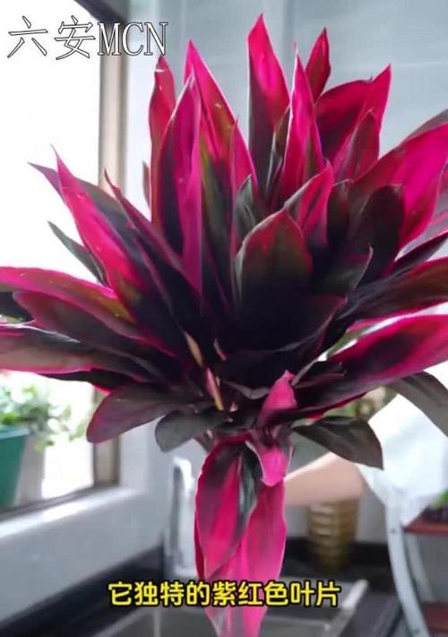 吉祥竹的花语代表什么？