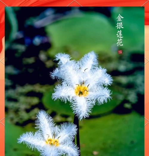对莲花的花语有何含义？