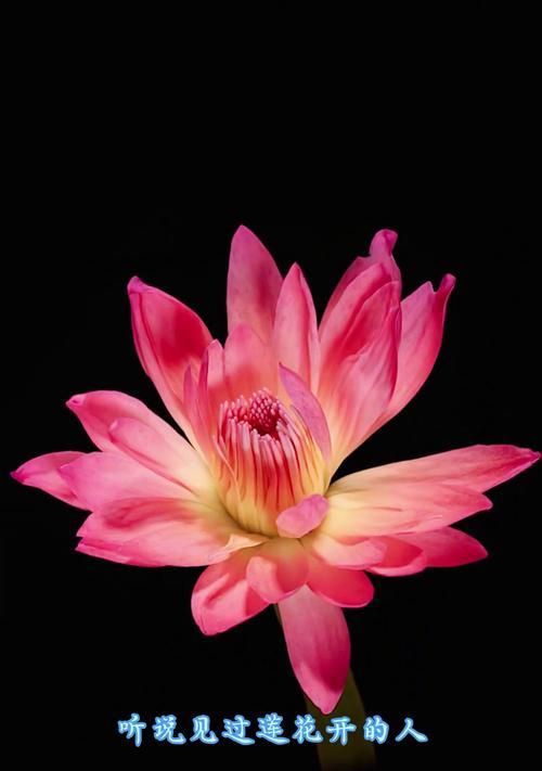 对莲花的花语有何含义？
