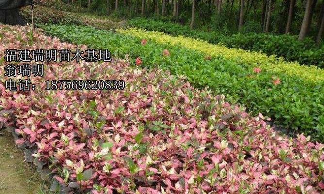 扶桑树的花语代表什么？