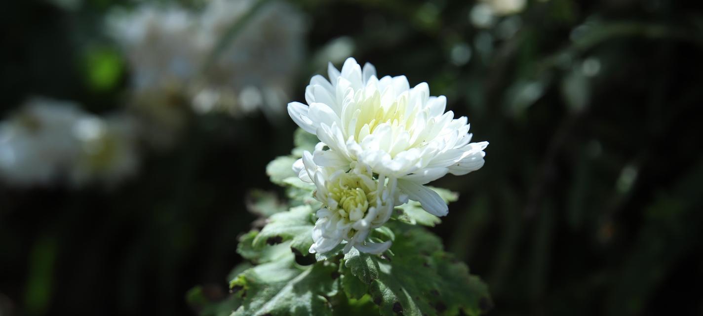 菊花花语奋斗代表什么？