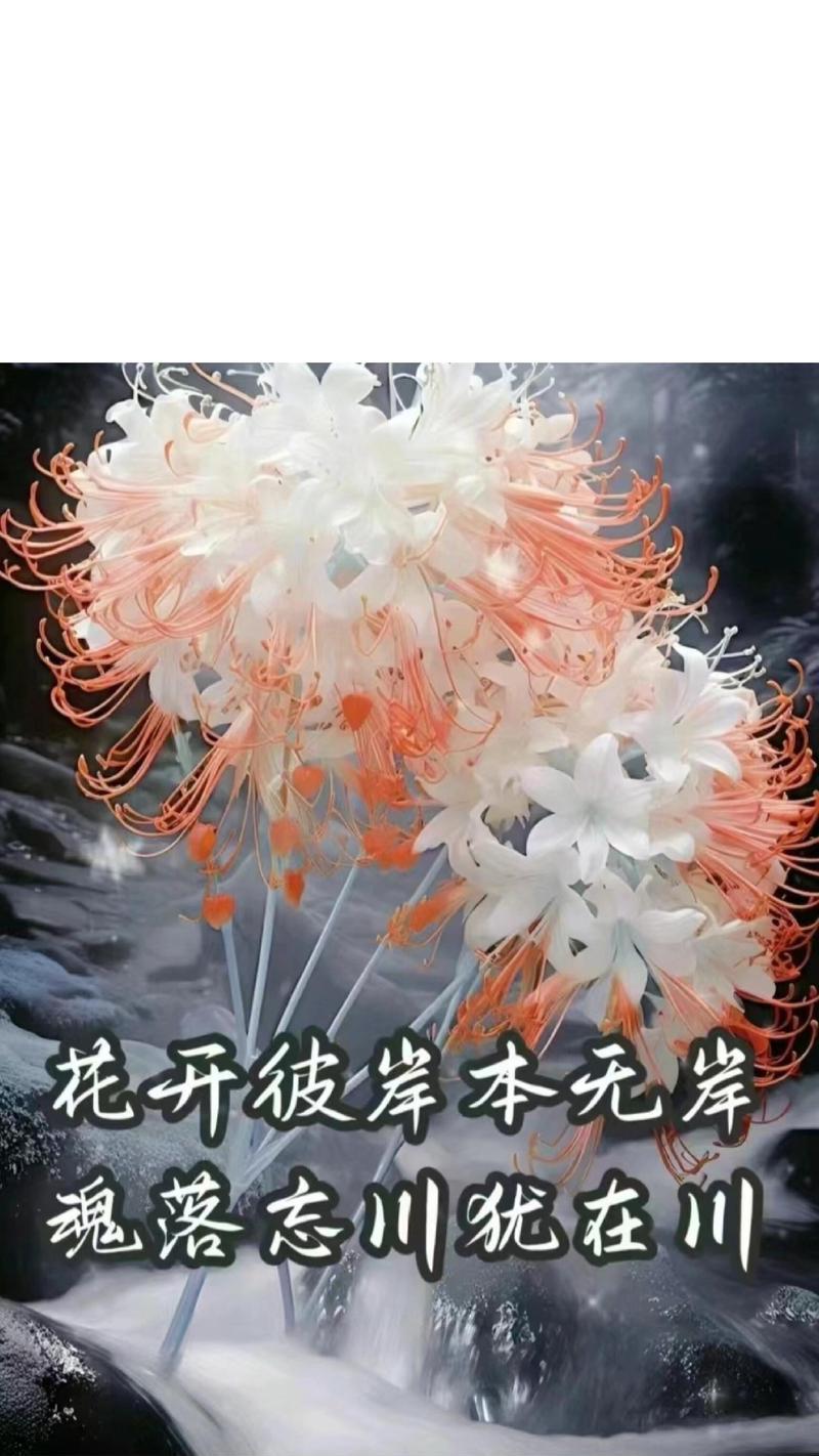 此岸花的花语有何含义？