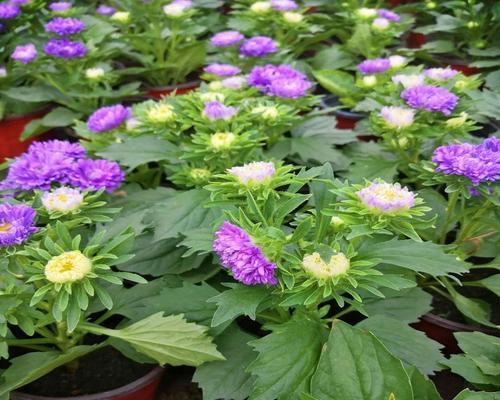 时令花卉有哪些？如何挑选适合季节的花卉？