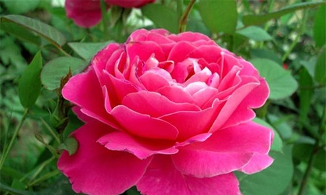 时令花卉有哪些？如何挑选适合季节的花卉？