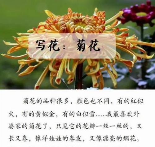 菊花品种繁多如何挑选？不同菊花品种的花语是什么？