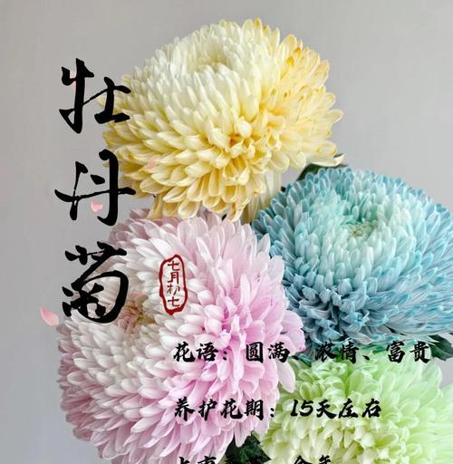 菊花品种繁多如何挑选？不同菊花品种的花语是什么？