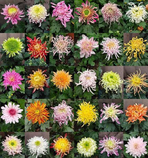 菊花品种繁多如何挑选？不同菊花品种的花语是什么？