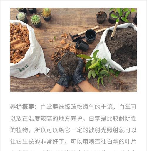 白鹤玉的养殖技巧有哪些？