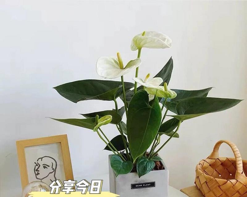 白鹤玉的养殖技巧有哪些？