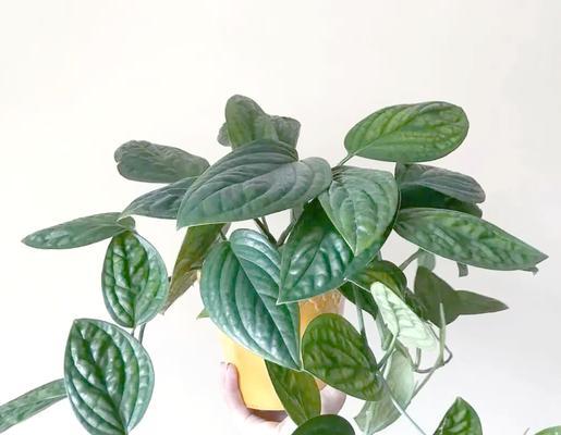 绿萝有多少品种？绿萝品种大全如何选择？