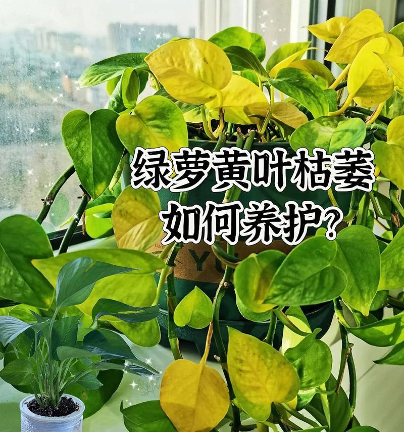 绿萝有多少品种？绿萝品种大全如何选择？
