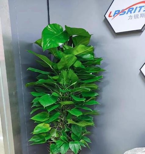 绿萝有多少品种？绿萝品种大全如何选择？