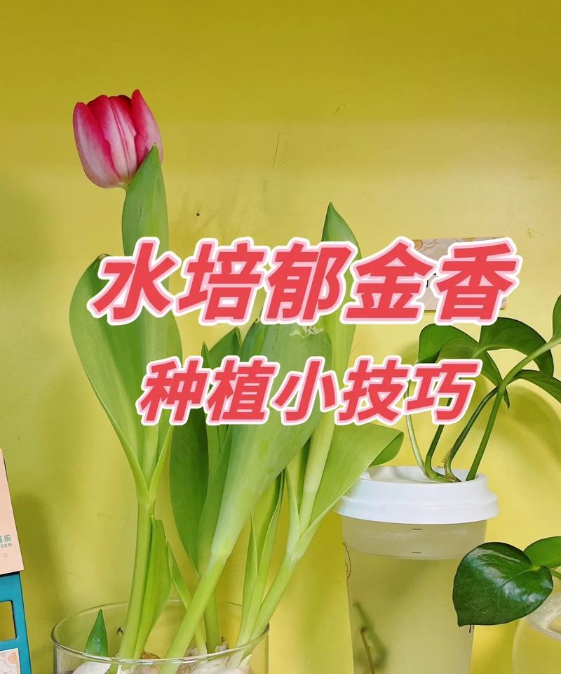 花卉怎么做？家庭花卉种植的步骤和技巧有哪些？